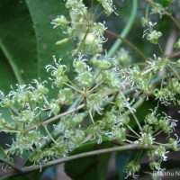 Smilax perfoliata Lour.